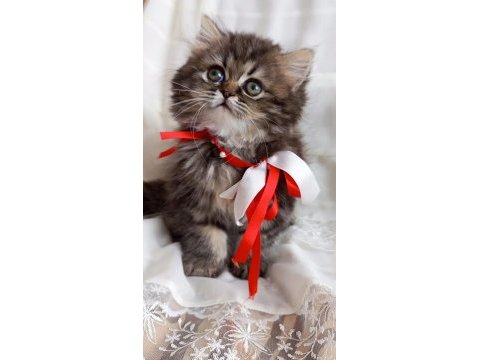 Yavru british shorthair