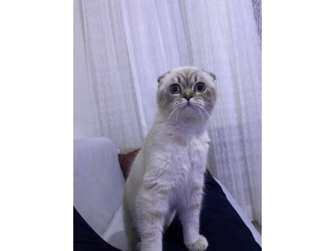 3 yaşında scottish fold 3 gün önce çiftleştirdim