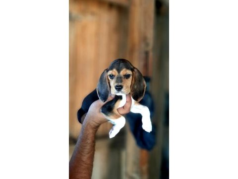 Beagle yavrularımız mükemmel bebekler