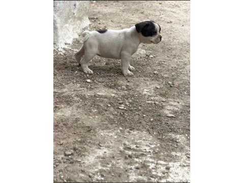 Dişi french bulldog yavrusu