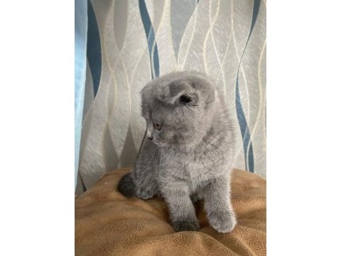 45 günlük erkek scottish fold (kırık kulak)