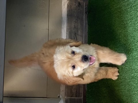 Golden retriever 2,5 aylık