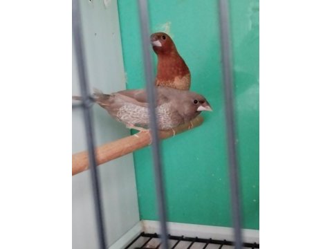 Yarışma vasıflı kızıl mokka ispinoz çiftler