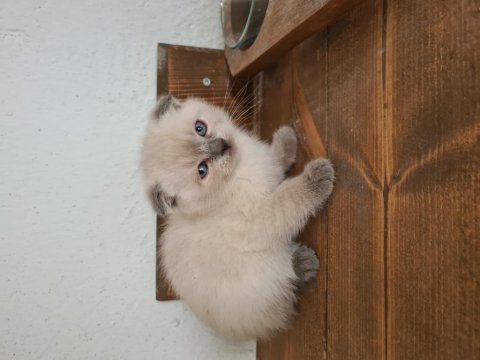 Fıstığımın british longhair yavruları
