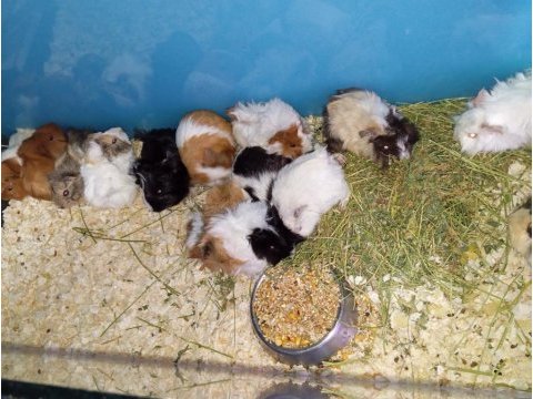 Yavru ginepig