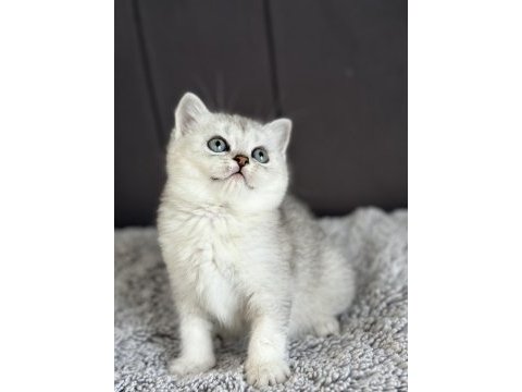 British longhair ve shorthair silver