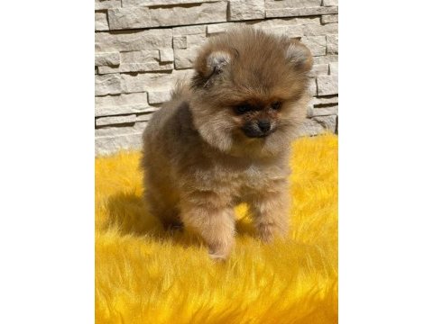 Antalya pomeranian boo