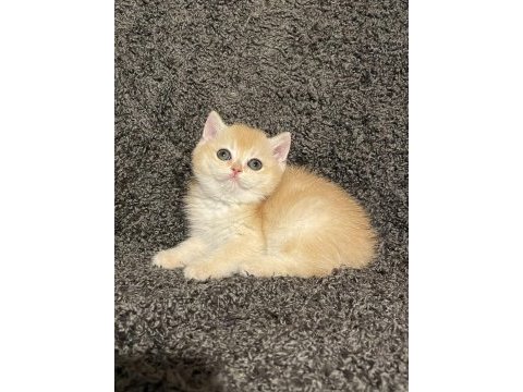 Anne baba şecereli safkan golden ny12 dişi british shorthair