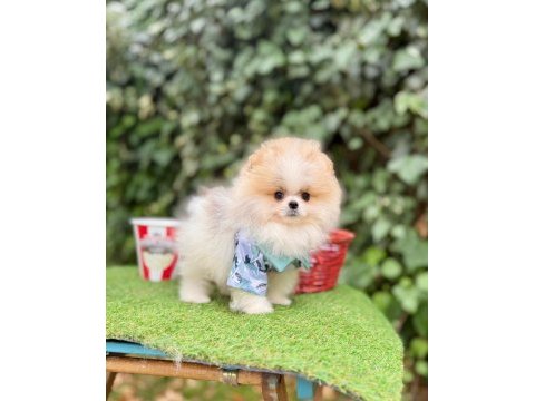 Safkan pomeranian boo yavrularımız
