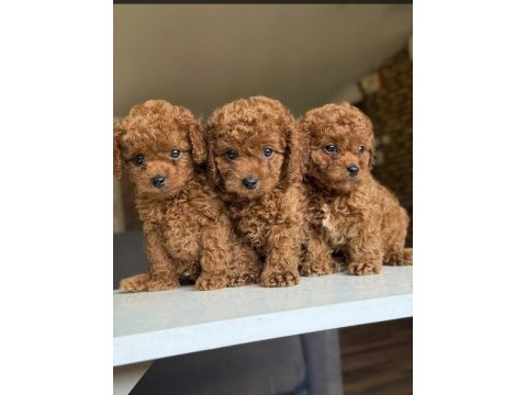 Orjinal toy poodle yavrularımız