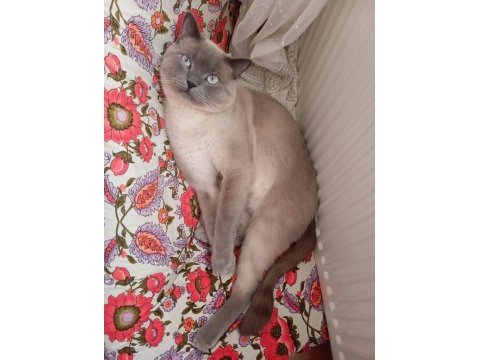 Blue point 1,5 yaşında british shorthair