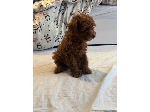 Toy poodle yavruları yeni yuvalarını bekliyor