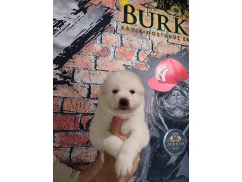 Samoyed bebekler için acele edin