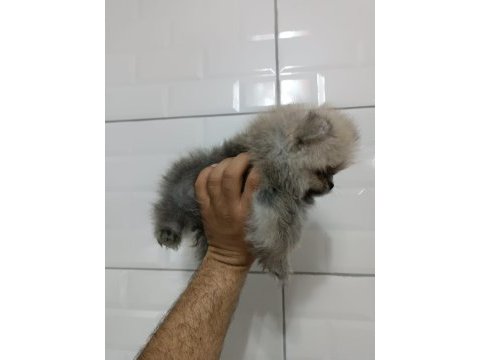 Orjinal ayı surat pomeranian boo yavrularımız