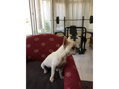 Sağlıklı,ırk garantili french bulldog yavrusu