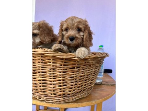 Orjinal cavapoo yavrular