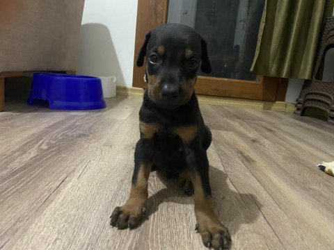 2 aylık iq yüksek doberman yavrularım