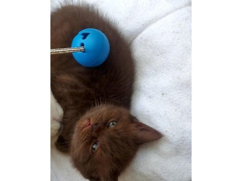 Çikolata ve çikolata point british shorthair ponçiklerim