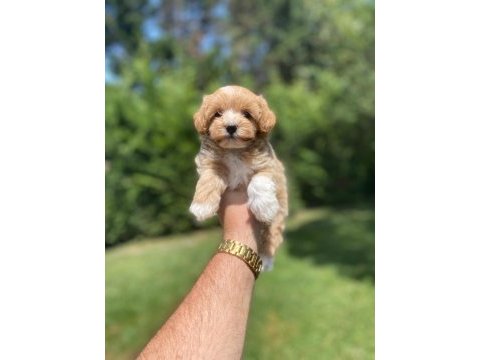 Dişi maltipoo yavrumuz