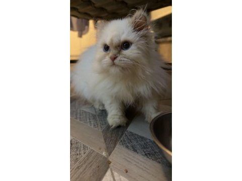 Maviş himalayan kızımız bella