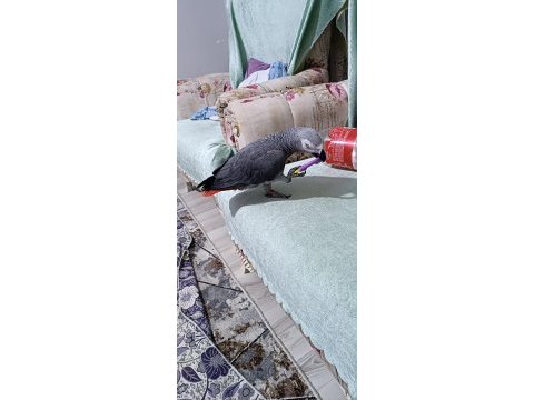 Üst düzey jako papağanı full artı full