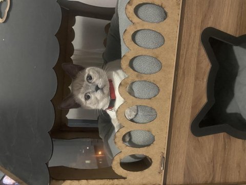 1,5 yaşında british shorthair