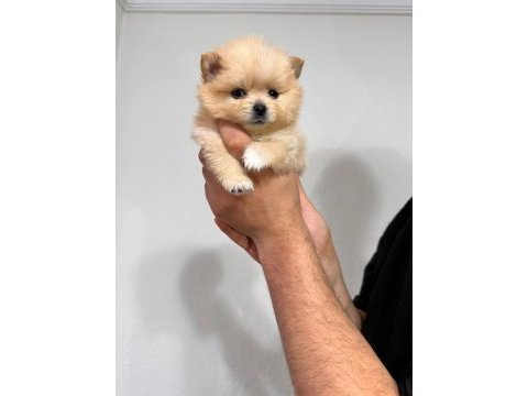 Pomeranian boo