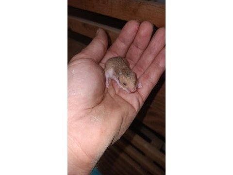 Sevimli hamster yavruları