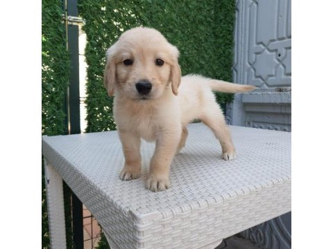 Dişi erkek golden retriever bebekler