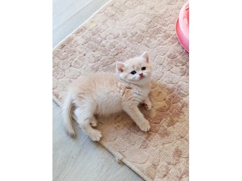 Cy 12 dişi yavru british shorthair
