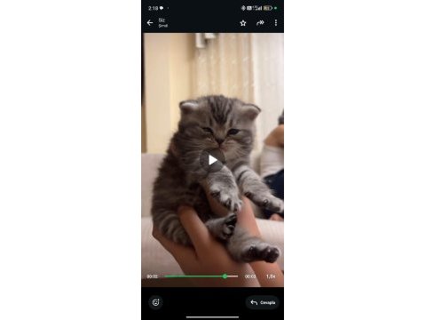 3 adet kedimizi sütten kesildiği anda vereceğim