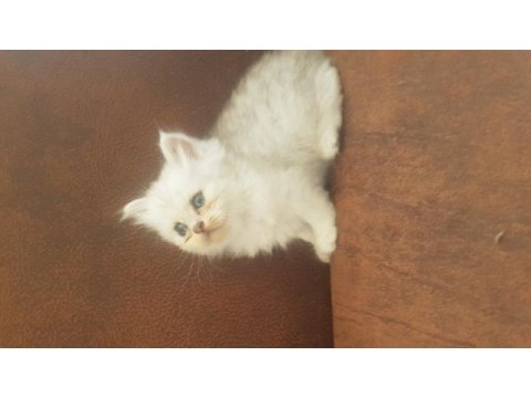 2 aylık british longhair yavrular yuva beklemektedir