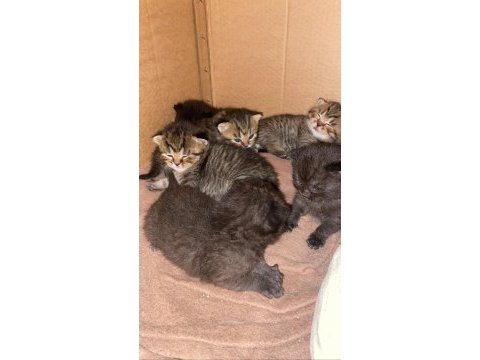 Yavru bebişler british shorthair