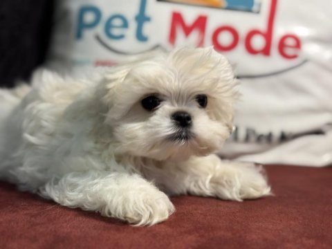Tea cup kore kan maltese yavrularımız