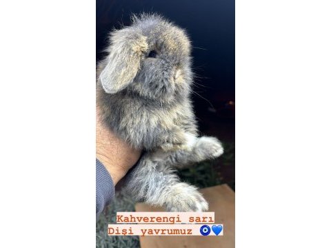 Hollanda lop tavşanı yavruları her yere gönderim