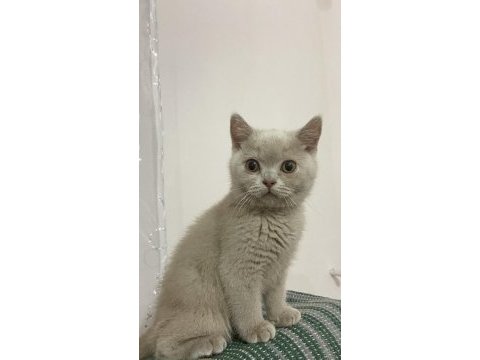Detaylı bilgi için arayın british shorthair