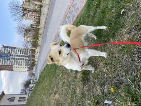 Küçük ırk erkek köpeğim