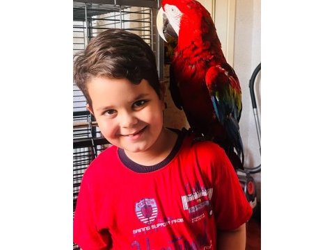 Kırmızı macaw papağanı