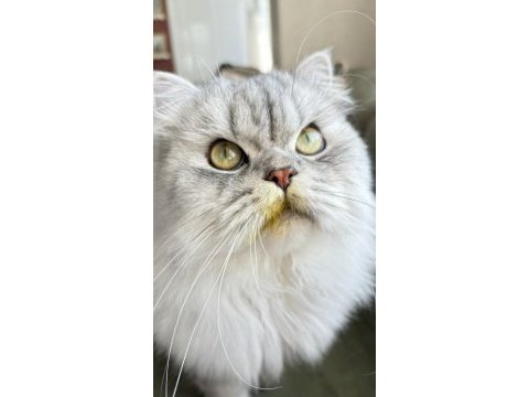 Erkek british longhair sahiplendirilecektir