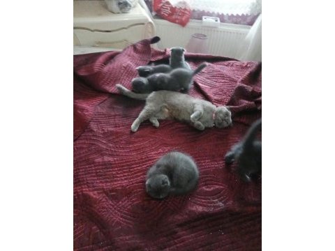 Yavru kedilerimiz yeni yuvalarını gitmeye hazırlar