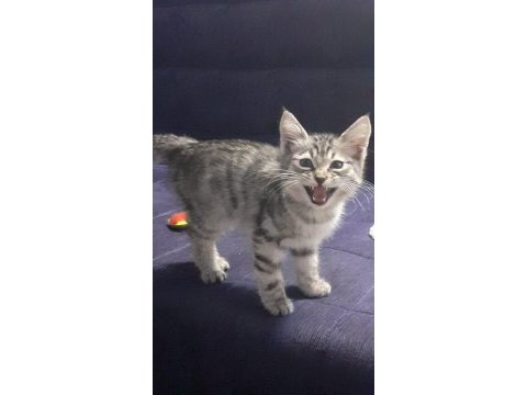 3 aylık gri erkek kedimiz yuvasını arıyor
