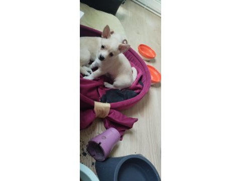 Pomeranian alman spitz