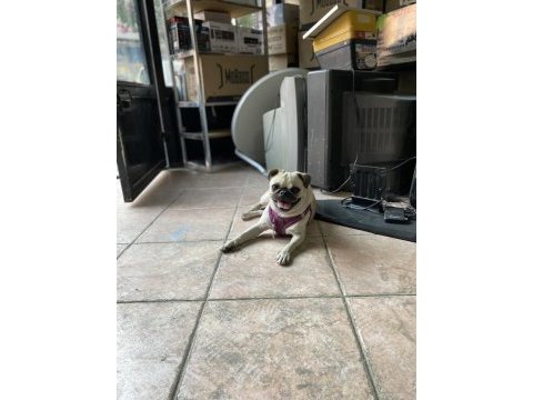 18 aylık dost canlısı pug