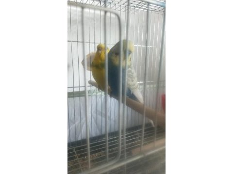 Takım muhabbet kuşu yumurtlayacak 4 veya 5 gün içinde