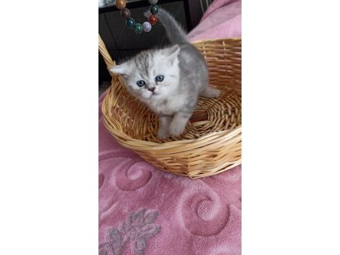 British yavru british shorthair kediler sahiplerini arıyor