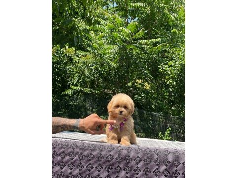 Dişi ve erkek poodle mevcuttur hepsi de safkan