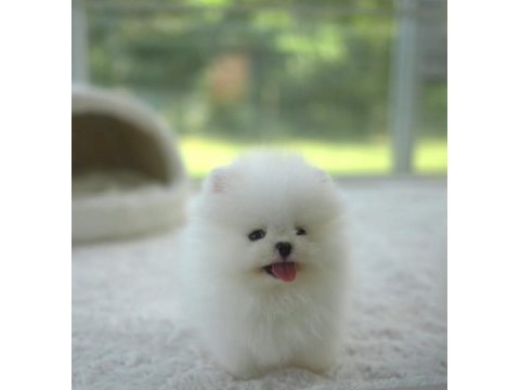Orjinal pomeranian boo