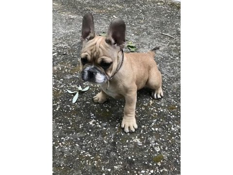 3 aylık erkek french bulldog