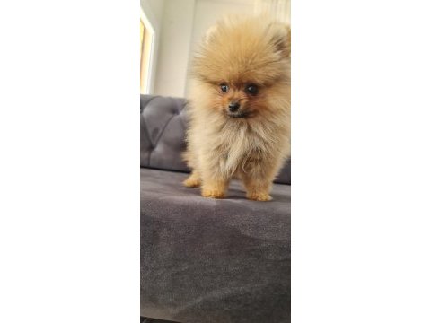 Mikro pomeranian bardak boy