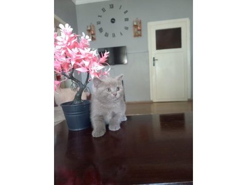 British shorthair yavru kediler